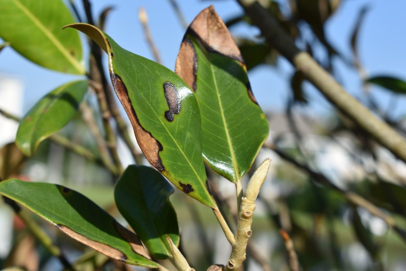 Simple leaves attached to the shoot of a branch. Much of the leaf margins have dead, brown tissue that is lined with a dark-brown-to-black edging towards the centers of the leaves.