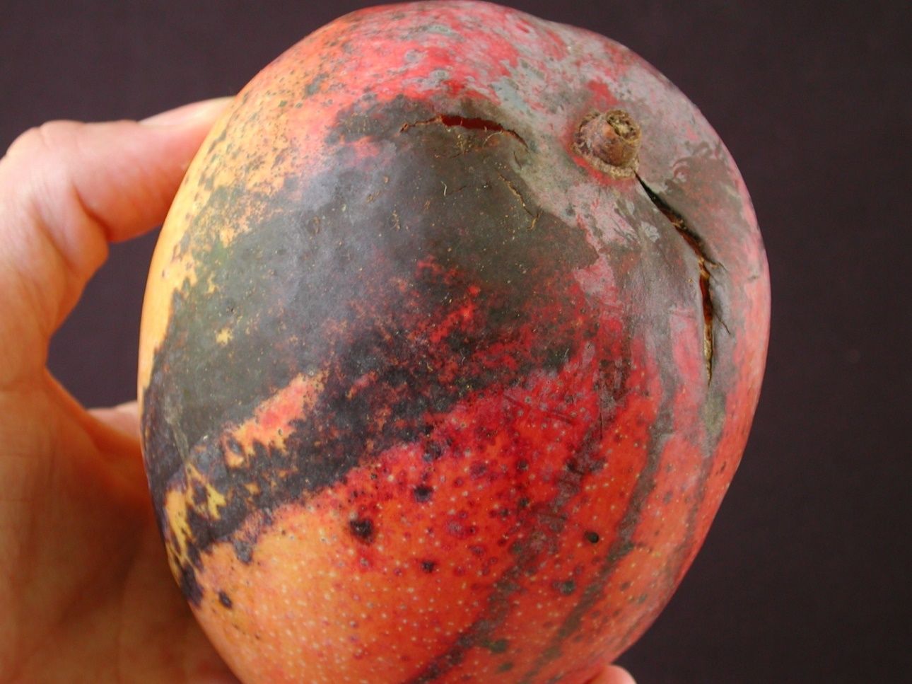 An orange mango fruit with streaks of brown running down its length as well as cracks near its attachment site.