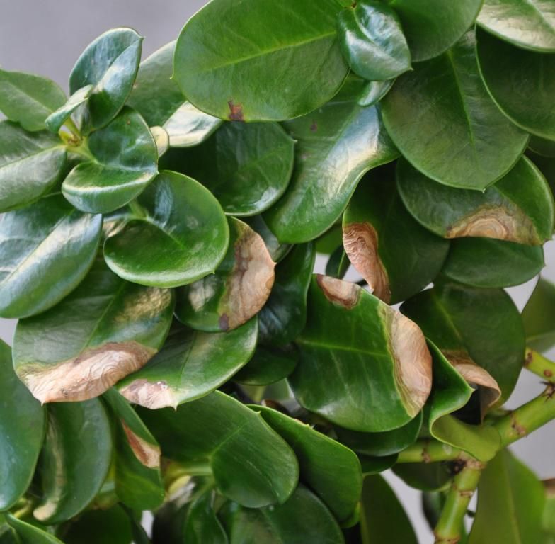 Several of the dark green leaves on this tightly packed branch have brown patches with a yellow halo.