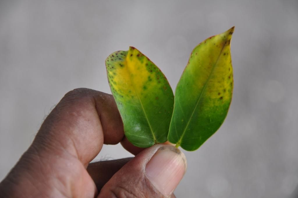 Hand holds two leaves that are green at the bottom of the leaf and yellow from the center up. The distant half also is mottled with brown and green spots.