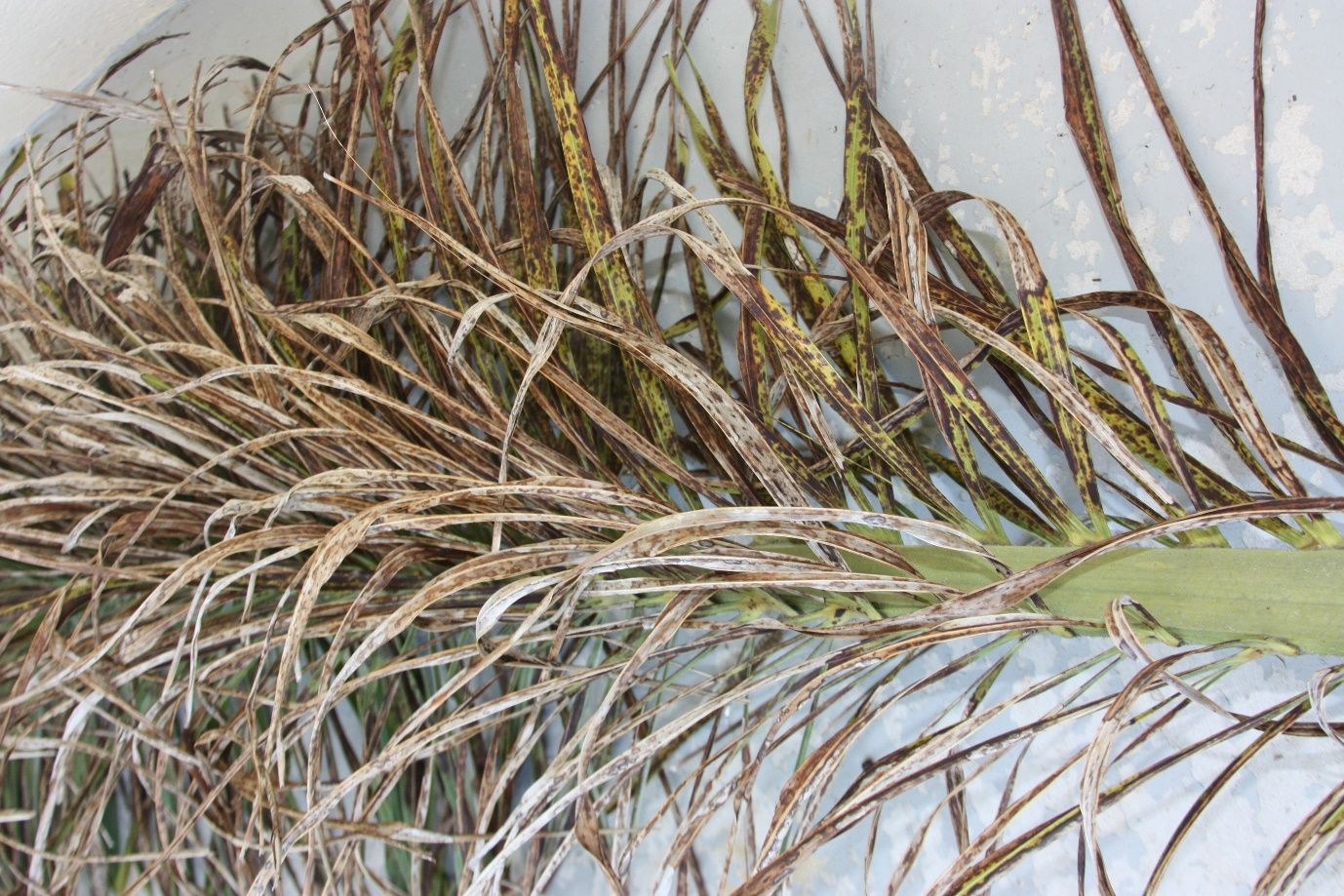 The lower end of a palm frond with brown, dry leaflets, some of which sill contain some yellowing green color that are heavily spotted with brown.
