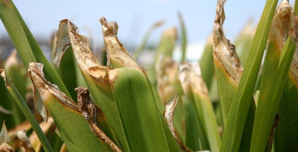 Thin, green, folded leaf blades with light brown, paper-like dead tissue at the tops and a yellow transition area.