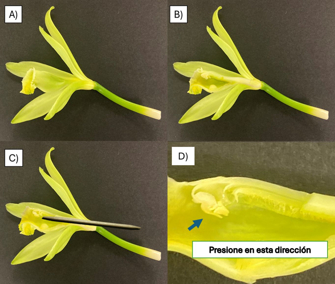 Cuatro pasos para polinizar una flor de vainilla: (A) flor intacta; (B) flor con parte del labelo (pétalo labial) retirada para mostrar la columna; (C) una herramienta delgada y afilada levantando el rostelo y exponiendo la superficie estigmática; y (D) las polinias presionando contra el estigma.