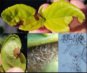 Downy mildew symptoms and pathogen structures on viburnum. 