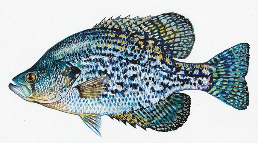 Figure 6. Black crappie, or speckled perch, compete with bass for food, eat small bass, and tend to overpopulate and become stunted in a pond.