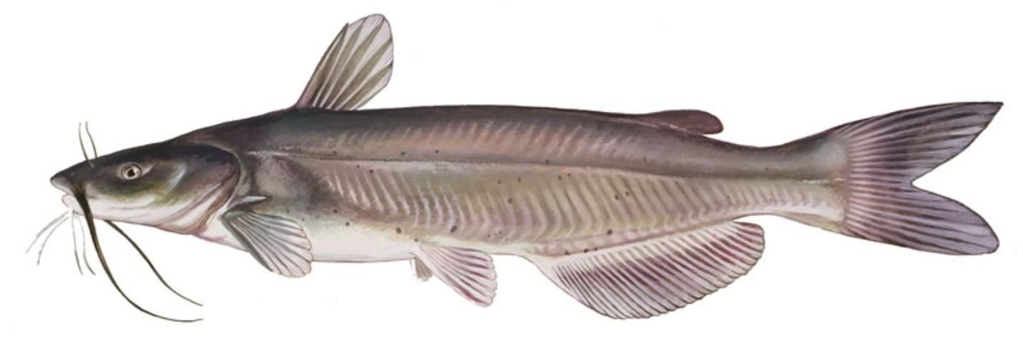 Figure 3. The channel catfish is a popular food and sport fish and can be stocked alone or with other species.