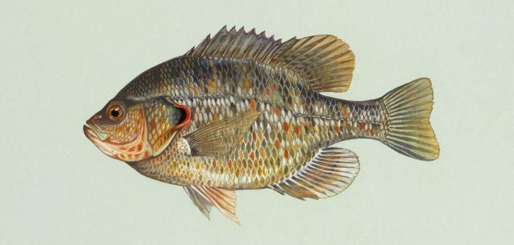 Figure 4. The redear sunfish may be stocked with bluegill as food for bass and as a sport fish for the angler.