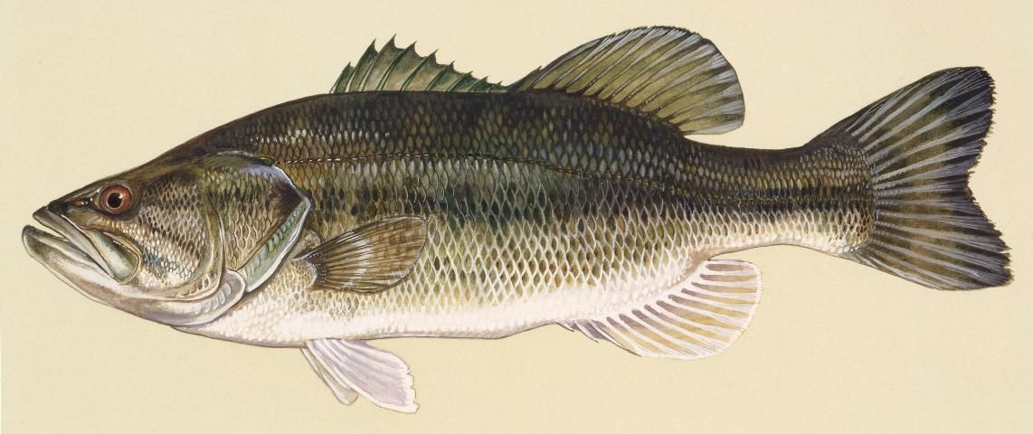Figure 1. Largemouth bass is one of the most popular gamefish but requires large numbers of prey for good growth.
