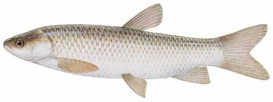 Figure 5. The white amur or grass carp can be stocked (with a permit) to help control aquatic vegetation.