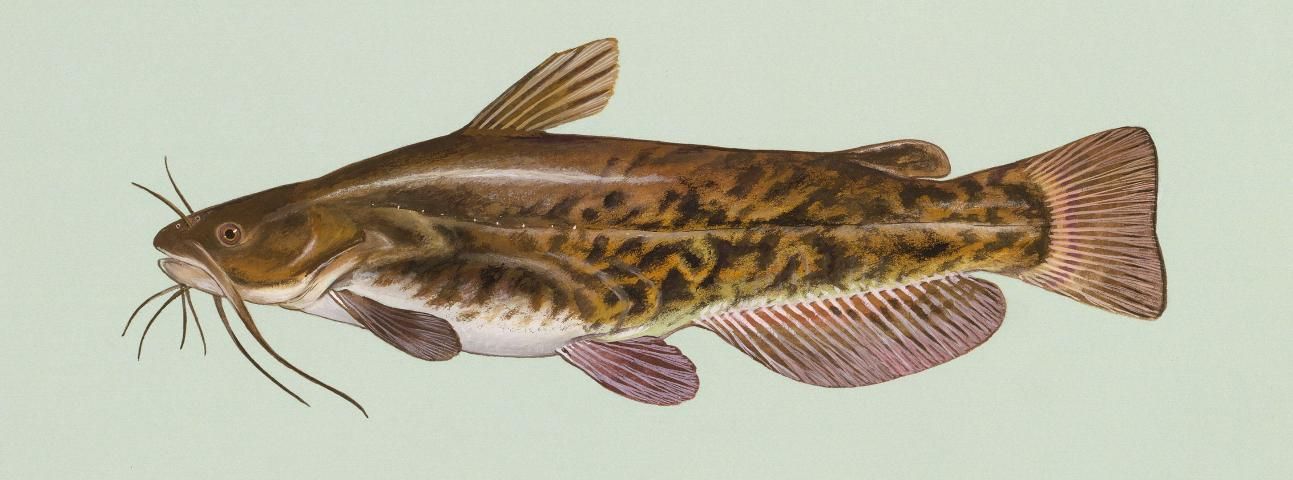 Figure 7. Brown bullheads muddy the water and often become stunted from overpopulation.