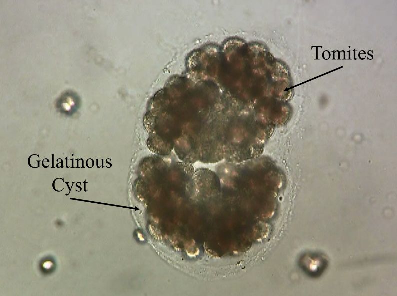 Ich tomont containing tomites and surrounded by gelatinous cyst. 