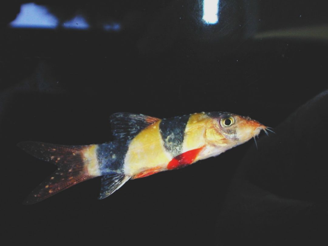 A clown loach showing the characteristic small white spots on the skin and fins which are typical of s severe Ich infection. 