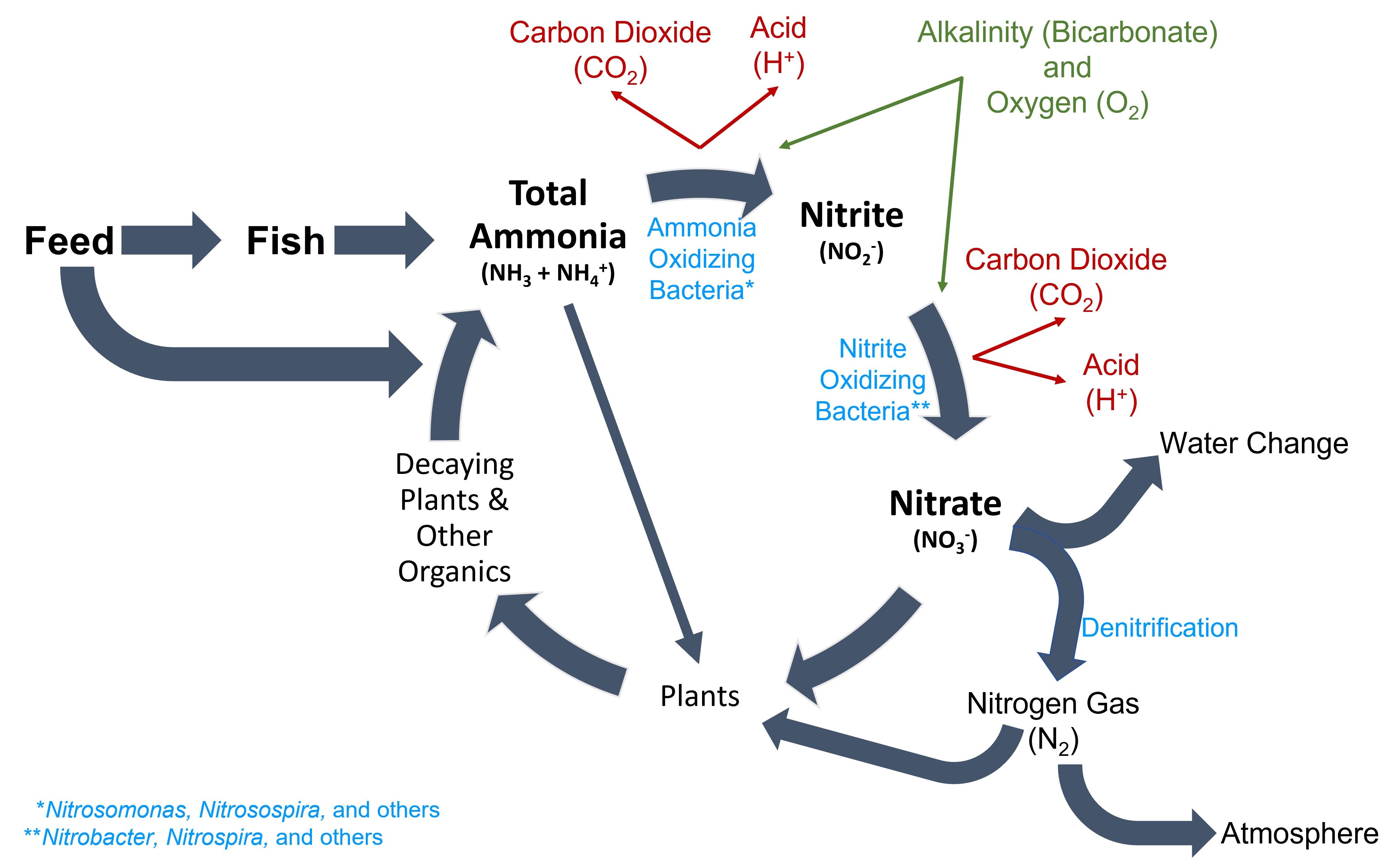 The nitrogen cycle. Ammonia-oxidizing bacteria convert ammonia to nitrite, and nitrite-oxidizing bacteria convert nitrite to nitrate. Nitrate is a less toxic by-product of nitrification and has various fates depending on the type of aquaculture production system. 