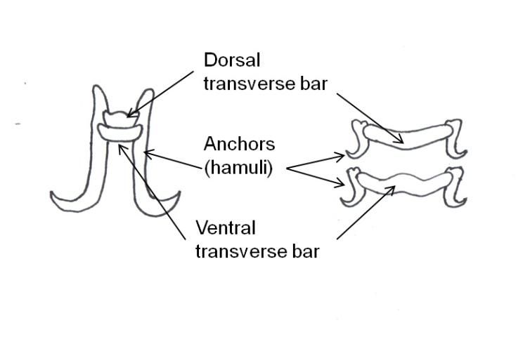 Figure 2. Diagram of anchors of gyrodactylids (left) and ancyrocephalids (right).