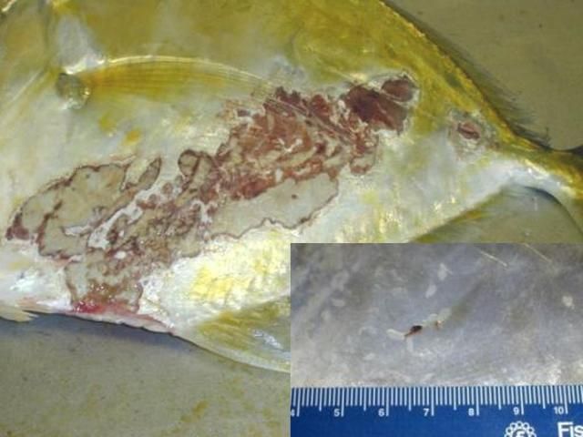Figure 9. Extensive skin wounds caused by severe infestation of capsalid monogeneans and secondary bacterial infection in lookdown Selene vomer. Inset: Numerous capsalids (white) and an capsalid egg mass (brown) on skin of pompano Trachinotus carolinus.