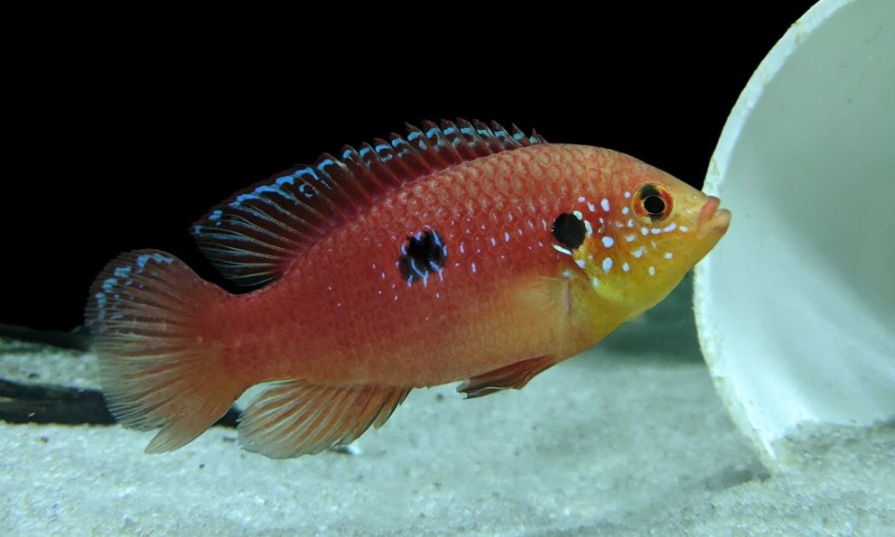 Jewel cichlid (Hemochromis sp.).