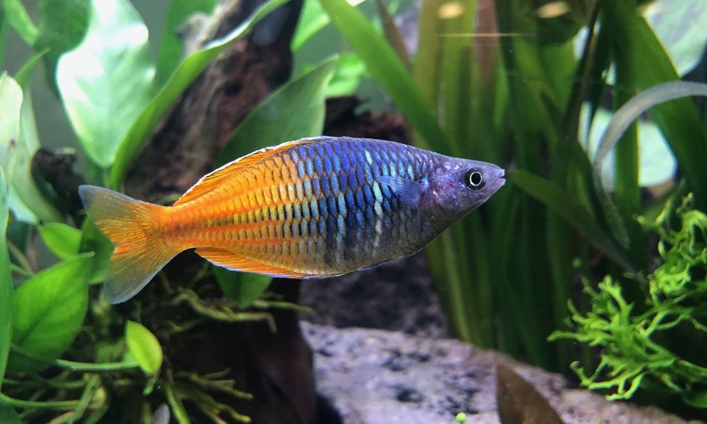 Boeseman's rainbowfish (M. boesemani).