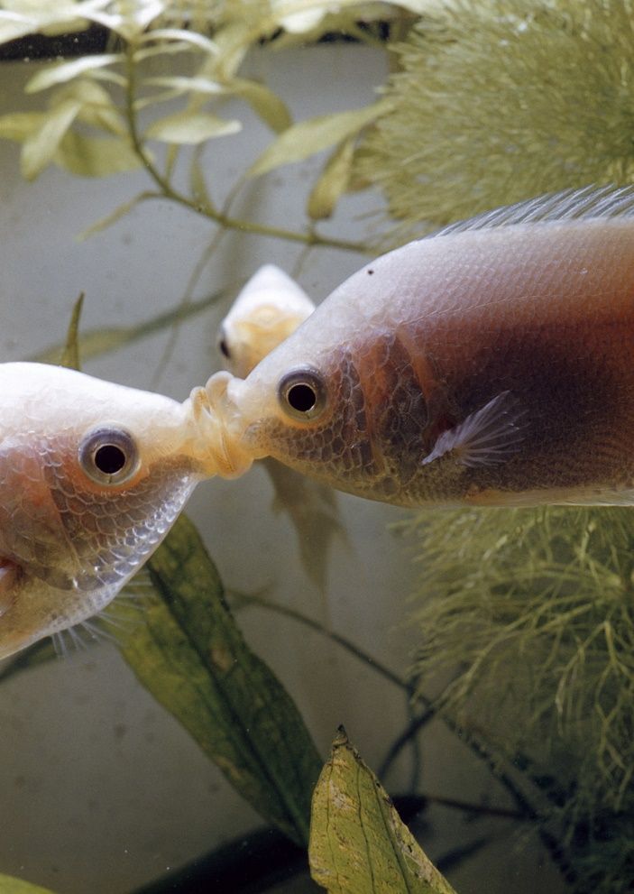 Kissing gourami (Helostoma temminckii).