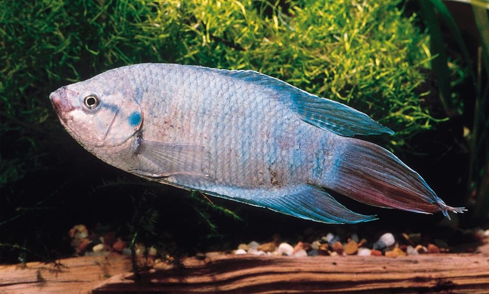 Blue paradisefish (Macropodus opercularis).