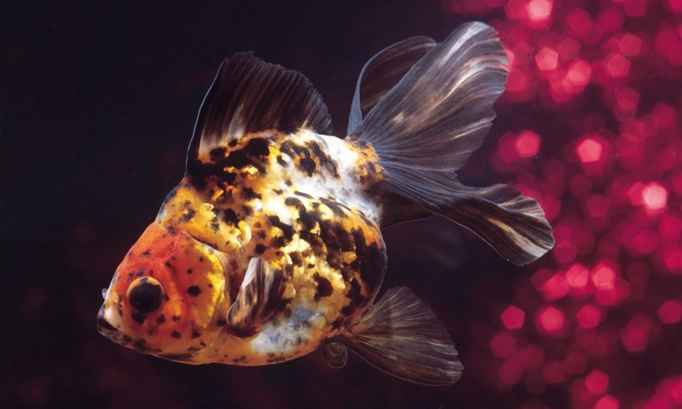 Goldfish (Carassius auratus).