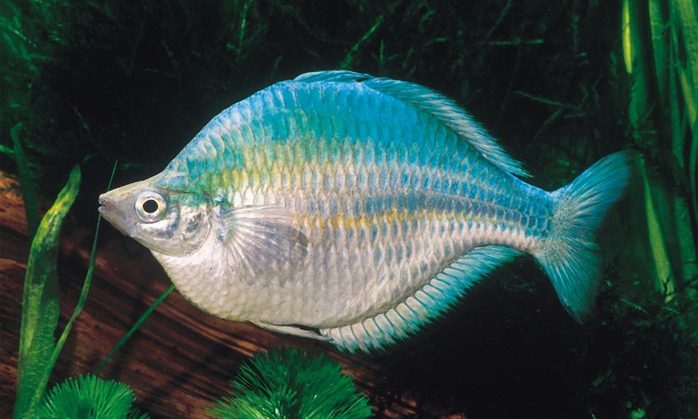 Turquoise rainbowfish (Melanotaenia lacustris).
