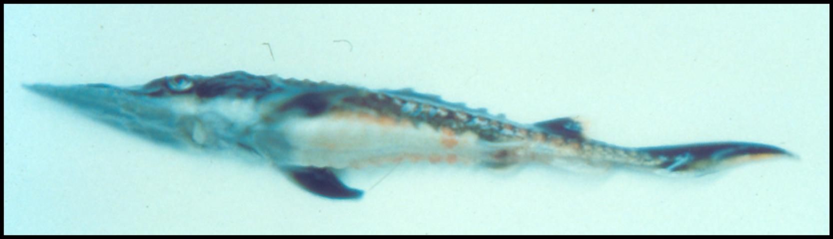 Figure 1. Bloody areas caused by a Strep infection are visible on the underside, along the side, and at the edge of the tail fin of this juvenile sturgeon.
