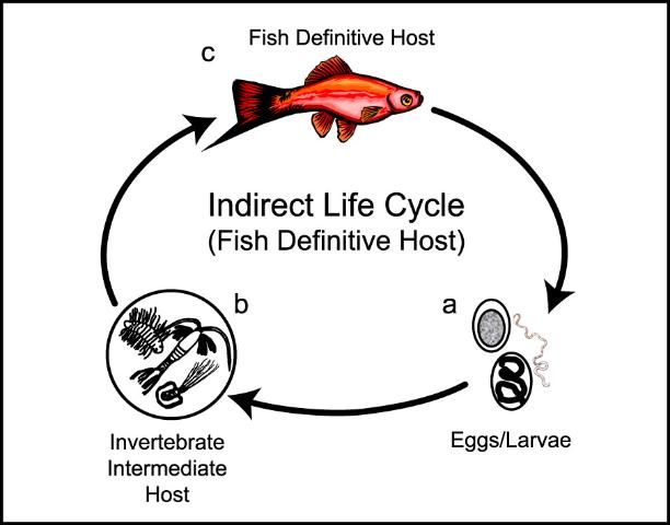 Figure 7. Indirect life cycle where the fish is the final (definitive) host. The nematode eggs/larvae (a) enter an aquatic invertebrate intermediate host (b), such as a copepod, tubifex worm, or insect larva, prior to being eaten by or entering the final host fish (c).