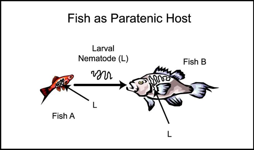 Figure 9. Paratenic host. Fish A contains a larval nematode (L). When Fish A is eaten by Fish B, larval nematode (L) migrates out of Fish A into Fish B's body. Fish B can be considered a paratenic host because it is not required for completion of the nematode life cycle, but can still serve as a host.