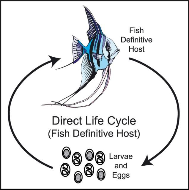 Figure 6. Direct life cycle. Nematode can infect fish directly without the need for an intermediate host.