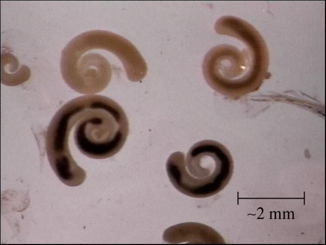 Figure 4. Photomicrograph of pentastomes showing typical shape.