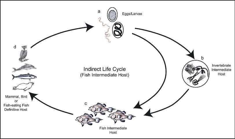 Figure 8. Indirect life cycle where the fish is an intermediate host. The nematode eggs/larvae (a) enter an invertebrate intermediate host (b) OR a fish intermediate host (c) prior to being eaten by or entering the final host, a fish-eating mammal, bird, or fish (d).