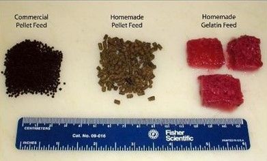 Commercial Pellet Feed, Homemade Pellet Feed, and Homemade Gelatin Feed