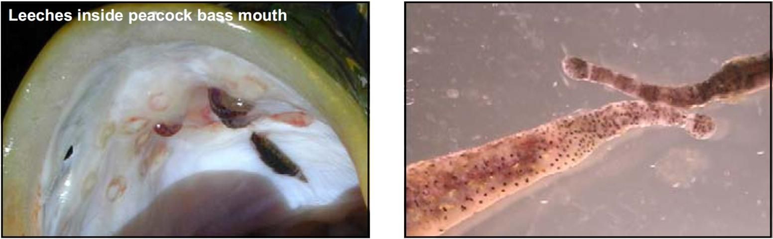 FA-114/FA114: Common Freshwater Fish Parasites Pictorial Guide:  Acanthocephalans, Cestodes, Leeches, & Pentastomes