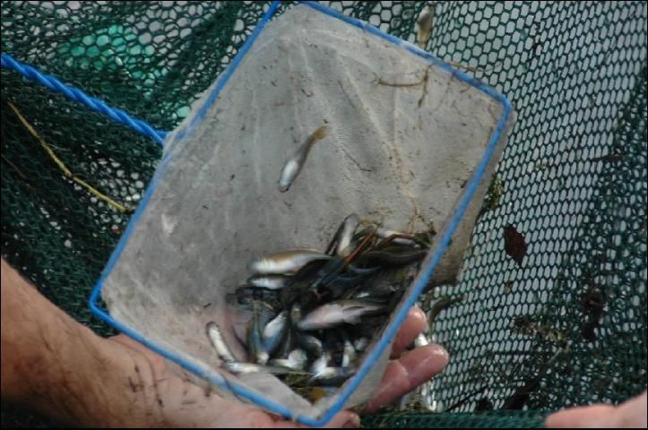 Figure 7. Dip-netting fish after seining.