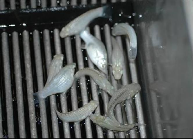 Figure 2. Close up of fish in box grader with insert.