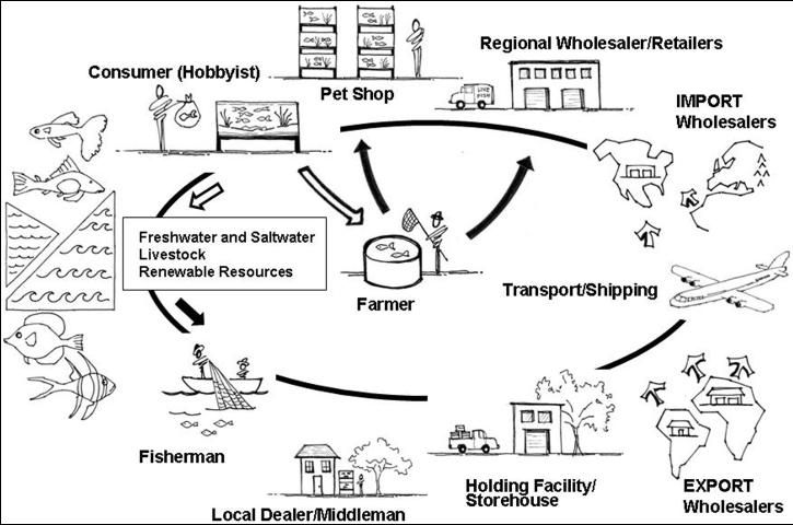 Figure 1. Schematic representation of typical distribution/trade process for livestock (e.g., fishes, corals, and other invertebrates) destined for ornamental aquarium use. The number of business intermediaries in the distribution chain depends primarily on the species (e.g., origin, abundance, popularity) and proximity to markets. The ornamental fish trade is driven primarily by consumer demand and environmental issues, hence the link from the consumer to the sustainable stocks or farmer.