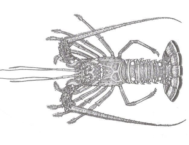FA147/FA147: Candidate Species for Florida Aquaculture: Caribbean Spiny  Lobster, Panulirus argus