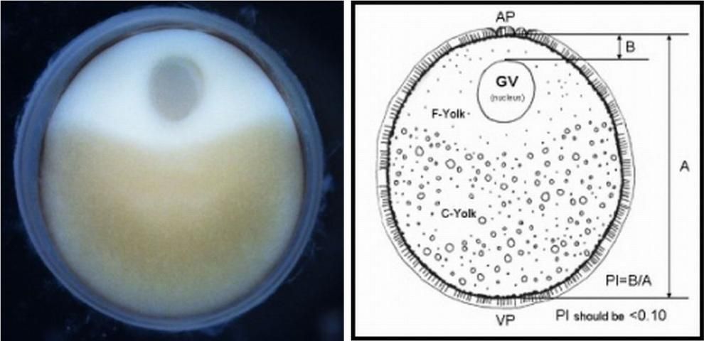 A photograph and drawing of a sturgeon egg (oocyte) depicting the clearly polarized nucleus or GV (off-center), and defined animal (AP) and vegetal (VP) poles. Segregation of the fine and course yolk granules helps to orientate the position of the two poles; the GV is embedded in the cortical cytoplasm of the animal pole region. The egg polarization index or PI = B/A; where A is diameter of the egg, excluding the chorion, and B is distance from the top of the GV to the plasma membrane of the egg; see diagram. For spawning, select females with egg polarization indices (PI) of less than 0.10.