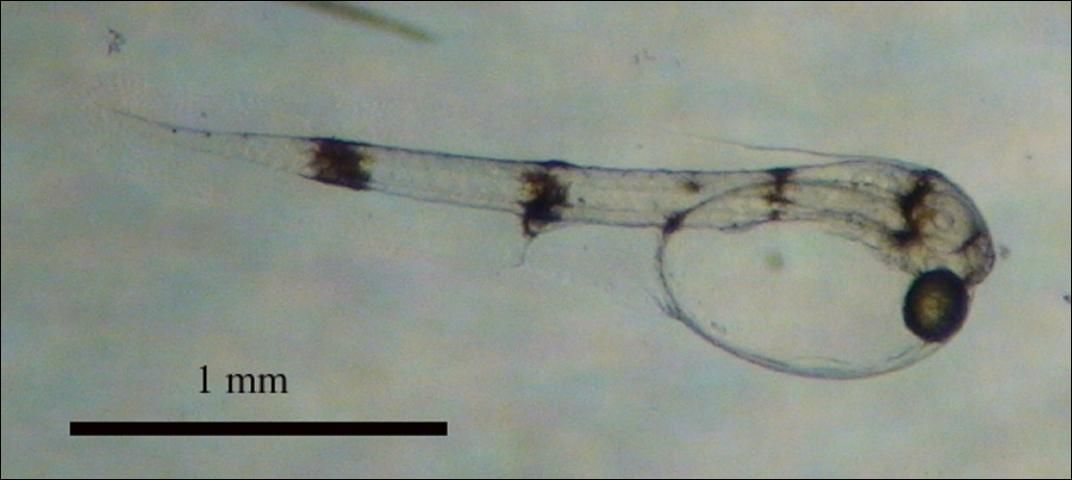Figure 3. Pigfish larvae, day zero post hatch.