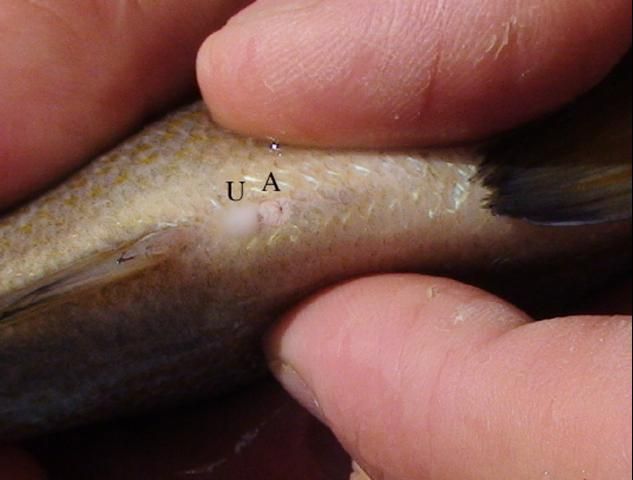 Figure 2. Strip-spawning of a pigfish male, displays milt expressed from the urogenital opening (U) posterior to the anus (A).