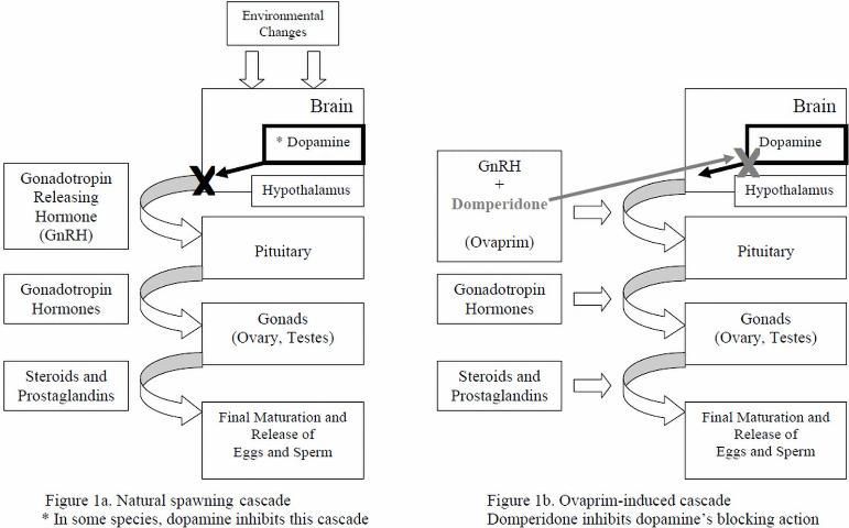 Natural (1a) and Ovaprim-induced (1b) reproductive cascade in fish (adapted from Rottmann et al. (1991a)).