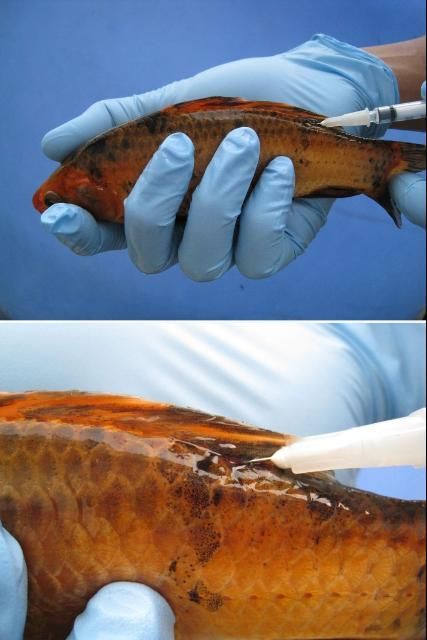 Intramuscular injection. Injection directly behind the dorsal fin, or behind, but to either side is another good option.