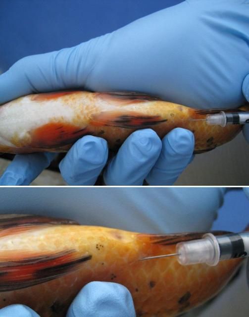 Intracoelomic (intraperitoneal) injection. The head of the fish should be lower than the tail during the injection process to help keep organs away from the injection site.