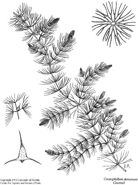 Figure 19. Coontail (Ceratophyllum demersum).