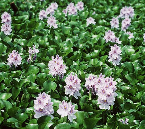 Figure 3. Free floating plant: Water hyacinth (Eichhornia crassipes).