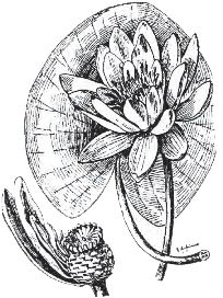 Figure 1. Fragrant water-lily (Nymphaea odorata).