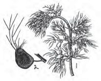 Figure 28. Bladderwort (Utricularia vulgaris).