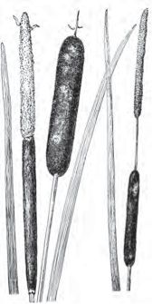 Figure 29. Cattail (Typha sp.).