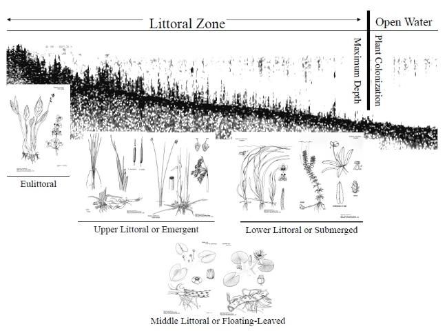 Figure 7. Diagram of a lake's littoral zone.