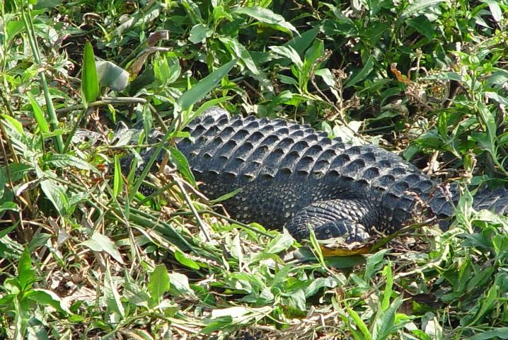 Figure 13. Alligator nesting among emergent vegetation in Lake Tohopekaliga, Florida.